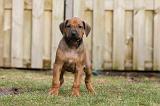 RODESIAN RIDGEBACK 234
